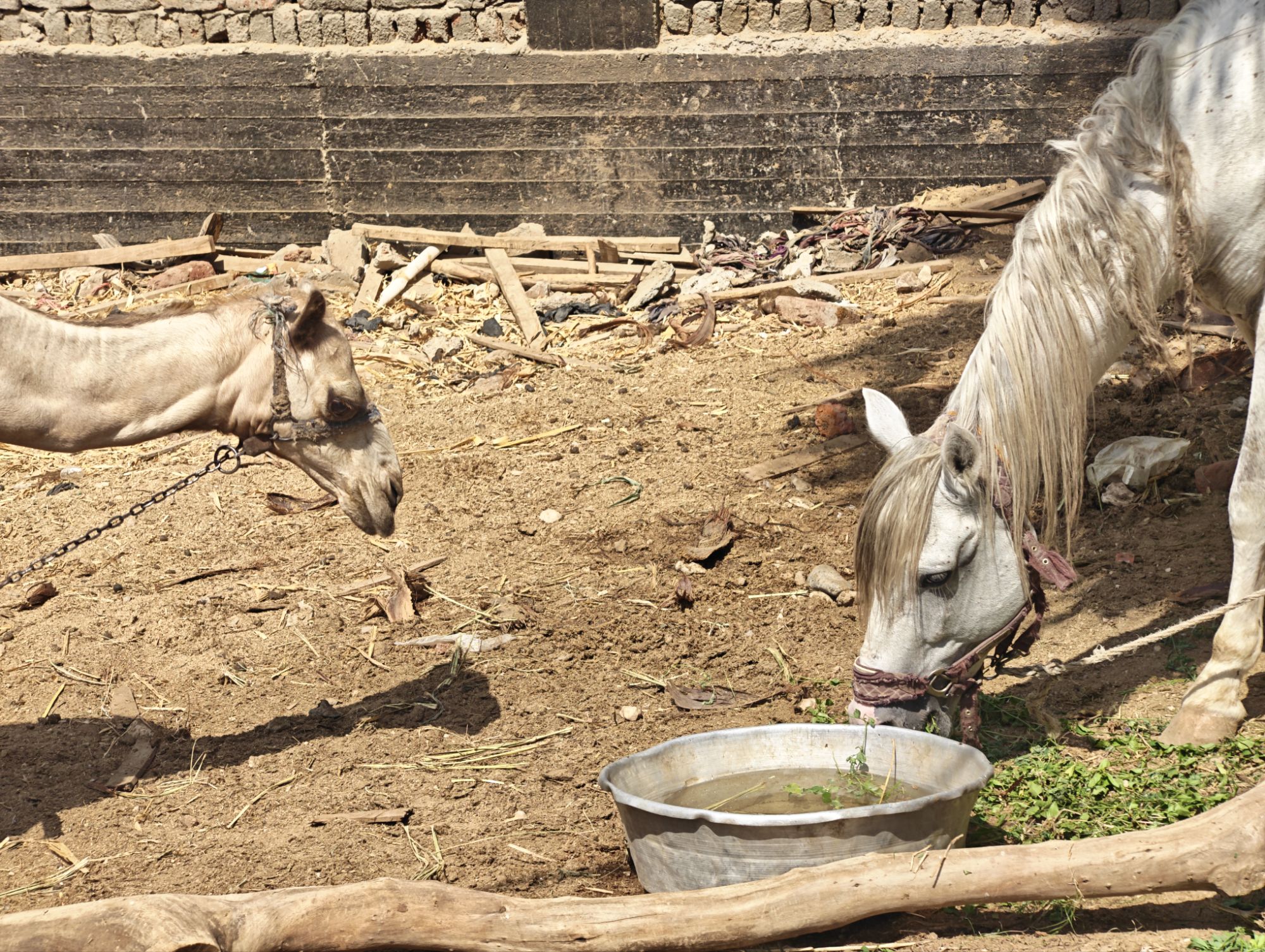 Les animaux de l’Égypte